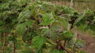 Biostymulacja malin zabiegi niwelujące stres w uprawie malin letnich nawożenie plantacji maliny [upl. by Lerual]