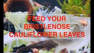 Bristlenose Plecos love cauliflower leaves  how to feed bristlenose plecos [upl. by Lonnard]