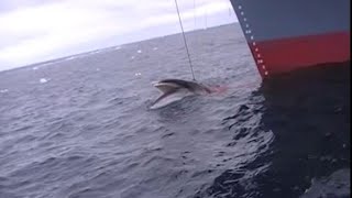 Graphic Australian video of Japanese whaling released [upl. by Eeznyl85]