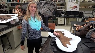 Dissecting with Emily  Tyrannosaurus rex holotype skull in WitmerLab [upl. by Doug]