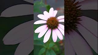 Echinacea [upl. by Liarret]