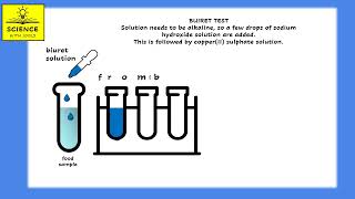 PROTEINS animation BIURET TEST FOR PROTEINS [upl. by Sinylg]