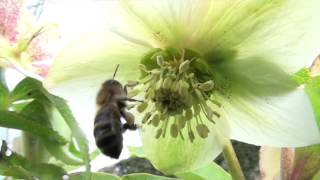 Abeille butinant des fleurs de Roses de Noël Hellebore [upl. by Ramu]