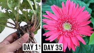 Simplest Way to GrowPropagate Gerbera from Cuttings [upl. by Rebane79]