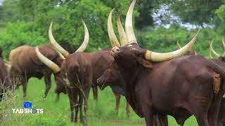 ANKOLE LONG HORNED CATTLE [upl. by Revorg]