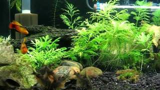 Feeding fish  Peppered Corydoras catfish Platy Dwarf Gourami [upl. by Vogel]