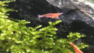 Cherry Shrimp Habitat [upl. by Leoine445]