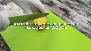 10 Buah Hasil Persilangan Paling Menapjubkan di DuniaU [upl. by Kaczer607]