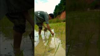 Thats how we grow rice in our Chinese village rice ricefarming chineserice ytshorts [upl. by Edrea435]