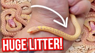 26 BABY ALBINO GARTER SNAKES BORN HUGE LITTER  BRIAN BARCZYK [upl. by Atterys736]