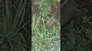 Wood Rat Next To The Trail On The Greenway [upl. by Eiger]