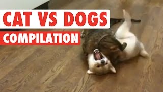 Cats vs Dogs The Ultimate Fight Battle [upl. by Helaine]