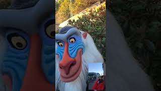 Asante Sana squash Banana rafiki thelionking waltdisneyworld disneycharacters [upl. by Kinsler]