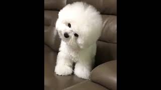 MUST WATCH CUTEST DOG  FLUFFY SOFT TOY LIKE  BICHON FRISE BREED  SNOW BEAR LIKE  WELL GROOMED [upl. by Tavia]