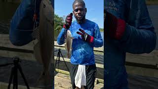 redfish reddrum fishing saltwater love [upl. by Agem547]