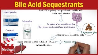 Pharmacology CVS 32 Antihyperlipidemic Drugs  4 Bile Acid Sequestrants  Cholestyramine [upl. by Bornie411]