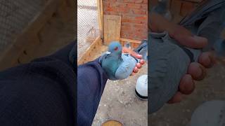 Back after 2 months😱minivlog myfarmbuddies pigeon kabutarvlogvlogs [upl. by Gaves]