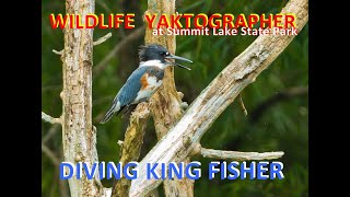 Belted Kingfisher at Summit Lake State Park [upl. by Seebeck]