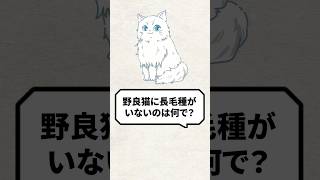 Q：野良猫に長毛種がいないのは何で？ 猫 保護猫 ねこ [upl. by Leopoldine387]