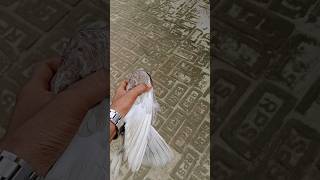 pigeon youtubeshorts pigeon pigeon viralvideo pigeon youtubeshorts trendingreels viralvideo [upl. by Atinuaj261]