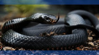 Top 5 Venomous Snakes [upl. by Ajnotal27]