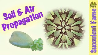 Soil amp Air Leaf Propagation How to Propagate Succulents PART 1 [upl. by Sylvan]