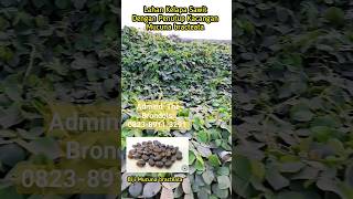 Lahan Kelapa Sawit Dengan Penutup Kacangan Mucuna bracteata kelapasawit sawit [upl. by Bodi]