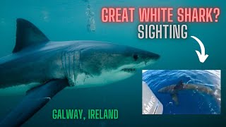 IS THIS A GREAT WHITE SHARK FILMED IN IRELAND THIS WEEK 🦈 🇮🇪 HOAX [upl. by Sukul]