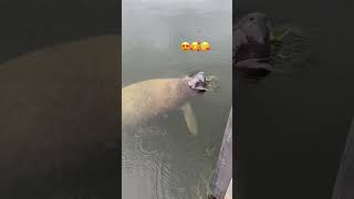 This Manatee is checking me out 🤭😱😍😀 LOVE AT FIRST SIGHT 🥰🥰☺️ [upl. by Balduin]