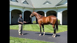 MyRacehorse quotBreeding Shedquot [upl. by Ellennad]