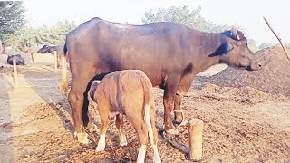 بھینس کا بچہ دودھ پی رہا ہےA baby buffalo is drinking milkCute baby buffaloBuffalo farm [upl. by Lacie676]