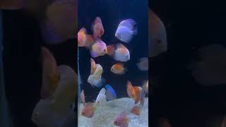 Discus Tower Tank  Discus Fish  Amazing Discus Fish at Blessings Aquarium  Discus Fish for Sale [upl. by Derfla]