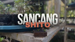 Bonsai Shito Sancang [upl. by Nnairda]