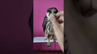 Cute hobby falcon cuddling falconry birds birdofprey eagle peregrinefalcon [upl. by Hcab]