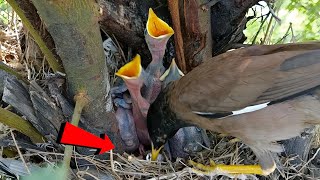 Myna bird is cleaning the babies onlybirds107 [upl. by Abebi]