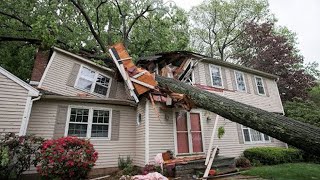 Dangerous Idiots Cutting Tree Fails Skill With Chainsaw Tree Falling on Houses Compilation 2024 [upl. by Eedissac91]