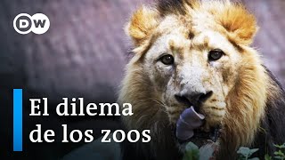 ¿Por qué los zoos sacrifican animales  DW Documental [upl. by Rramal382]