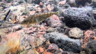 Threespined Sticklebacks in Lake Hill St Paul Island Alaska 6 Jul 2012 [upl. by Ellehcer]