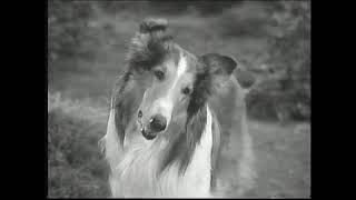 Opening to Lassie To The Rescue 1994 VHS [upl. by Loftus]