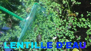 LES PLANTES AQUATIQUES  LA LENTILLE DEAU [upl. by Akenehs]