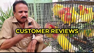 Customer Review Purchasing Lutino Birds  UrduHindi  Lodhi Birds [upl. by Aiem]