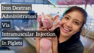 How To Administer Iron Dextran Via Intramuscular Injection To Piglets  Quick Vlog [upl. by Yeliab]