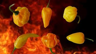 6 Hot Peppers That You Need To Grow  Best Tasting Hot Peppers [upl. by Mecke]