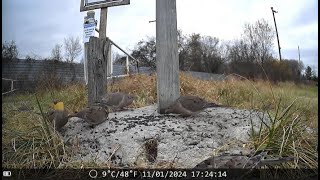 Trail Cam Chronicles Episode 15 The Pidgeons birds [upl. by Martinelli]