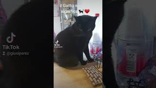 il Gatto nero che significa 🐈‍⬛ ❤️ 😍 fypforyoupage shortsfeedyoutubeitaliagermaniausaitaly [upl. by Martres703]