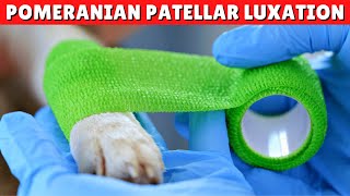 Pomeranian Patella Luxation  Cause Treatment And More [upl. by Avevoneg428]