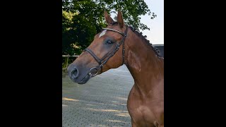 NANDO DAKAR VDL x GOODTIMES  2018 gelding [upl. by Nugesulo]