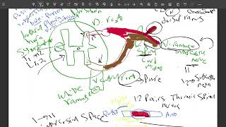 Thoracic wall nerves and vessels [upl. by Anihcak182]