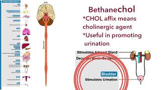 Bethanechol and pilocarpine Direct acting cholinergic agonists [upl. by Anier]