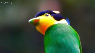 Longtailed Broadbill [upl. by Anoyi]